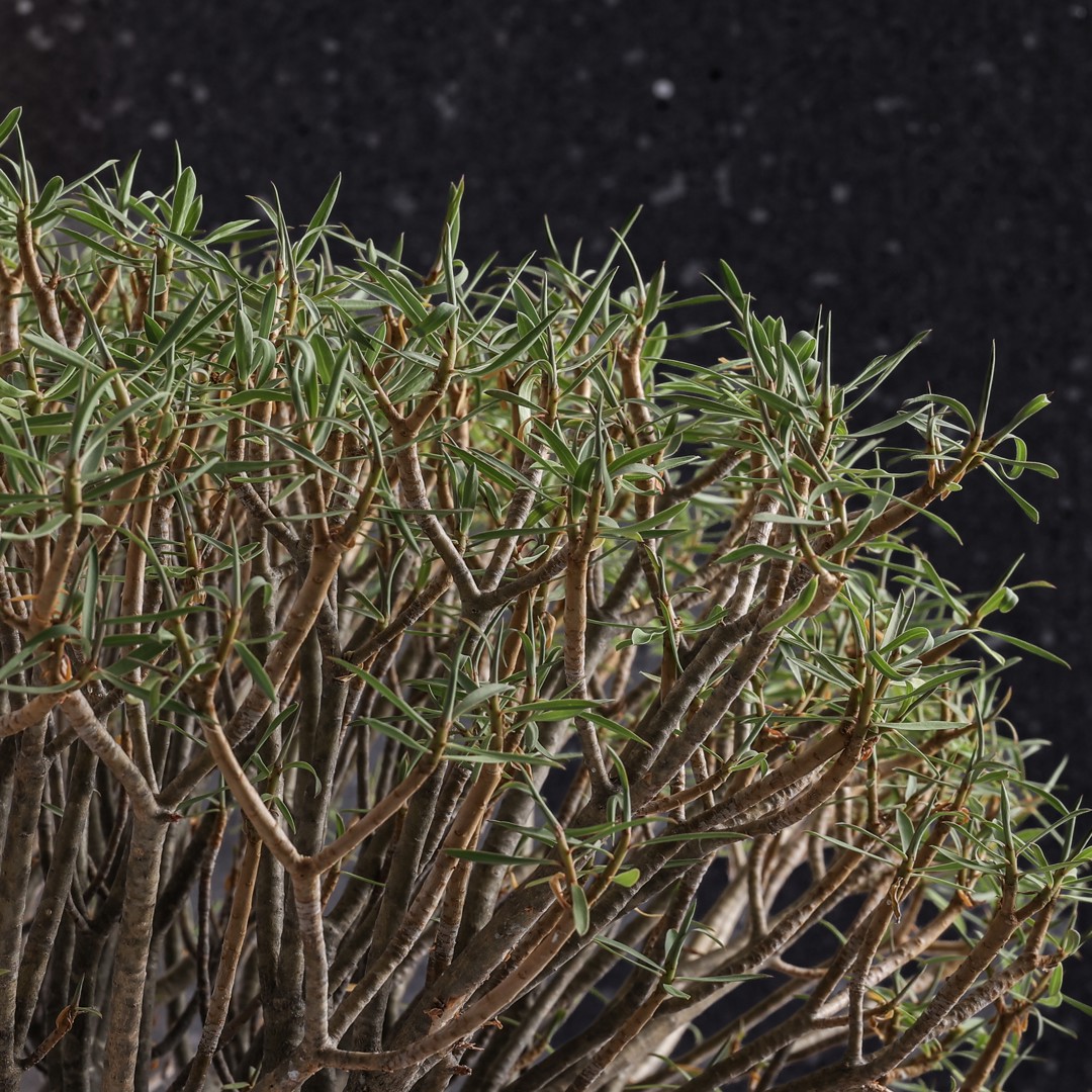 ASSORTMENT AND SPECIAL PLANTS